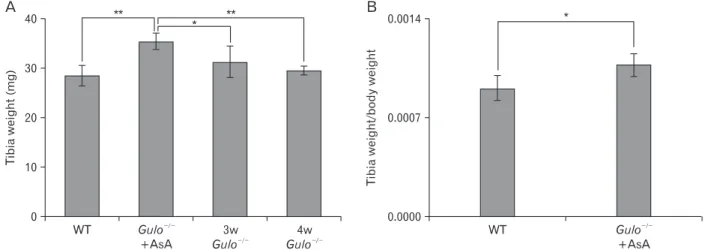 Fig. 4. Tibia dry weight and the ratio of the tibia weight to the final body weight at the end of the experiment
