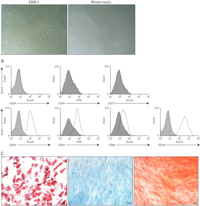 Fig. 1. Establishment of human mesenchymal stem cells (MSCs) from adipose tissue. MSCs were isolated from human fat tissue