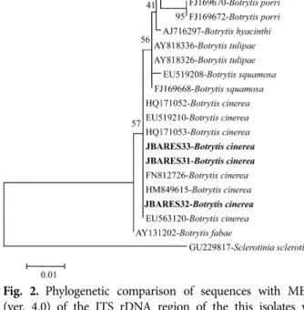 Fig. 2. Phylogenetic comparison of sequences with MEGA  (ver. 4.0) of the ITS rDNA region of the this isolates with  closely related strains and other species of Botrytis spp