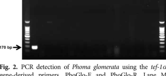Fig. 4. Real-time PCR with SYBR Green for the quantitative  amplification of Phoma glomerata