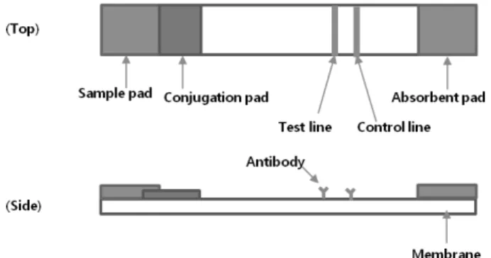 Fig. 1. Schematic diagram of a rapid detection kit.