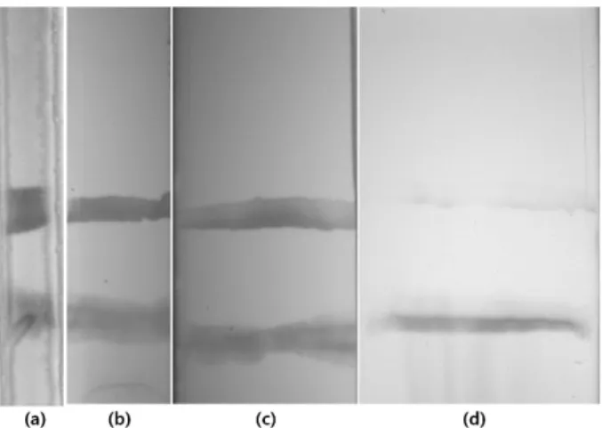 Fig. 5. Detection results of the rapid detection kit using 0.01  mg/mL neutravidin. (a) 2 mm, (b) 4 mm, (c) 6 mm, (d) 8 mm