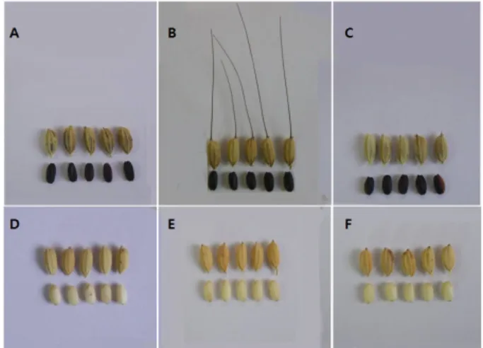 Fig. 1. Comparison of yield per 10a of 7 CNU rice line selected  in 2011