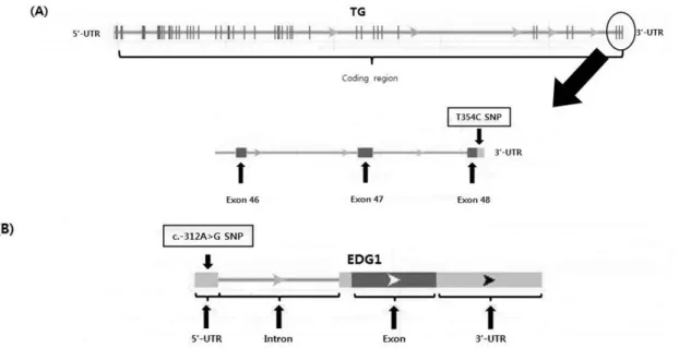Fig. 1. The gene organizations for TG (A) and EDG1 (B) genes.