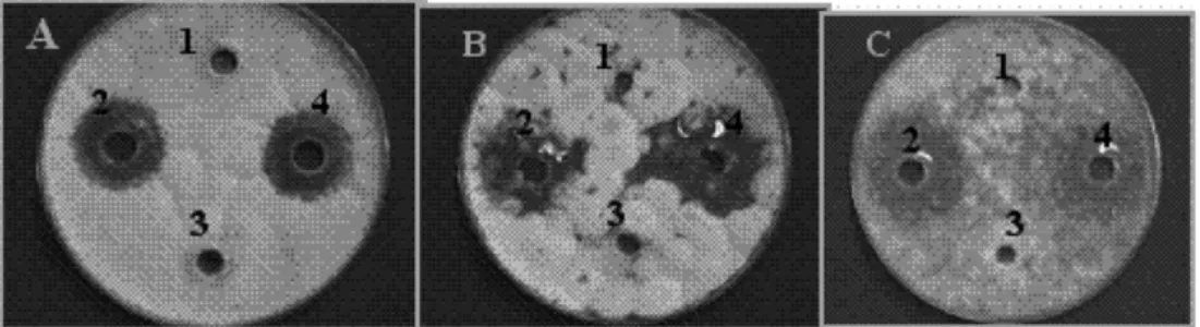 Fig. 1. Culture broth effect of Bacillus sp. NAAS-1 mycelial growth of anthracnose pathogen of Chili pepper in vitro