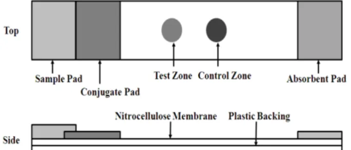 Fig. 1. Schematic diagram of a lateral flow immunoassay test kit. 