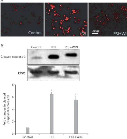 Fig. 2. WIN55.212.2 inhibits pro- pro-teasomal synthase inhibitor  (PSI)-induced activation of caspase-3