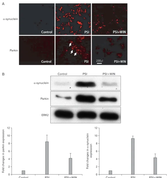 Fig. 3. WIN55.212.2 inhibits the proteasomal synthase inhibitor (PSI)-induced accumulation of α-synuclein and parkin