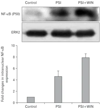 Fig. 4. WIN55.212.2 increases intranuclear expression of nuclear  factor κB (NF-κB). Upper panel: representative Western blots for  NF-κB in nuclear lysates of PC12 cells cultured in the presence or  absence of WIN55.212.2 and proteasomal synthase inhibito