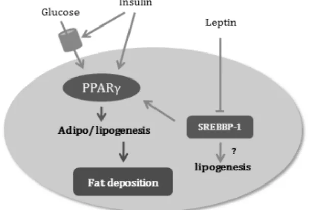 Fig. 1. Regulation of lipogenesis in adipocytes. The effects of  hormones on the expression of lipogenic genes are mostly mediated  by SREBP-1 and PPARγ  (Kersten, 2001).