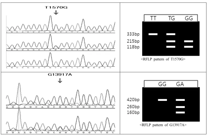Fig. 2. Sequence analysis of polymorphic sites and PCR RFLP patterns within exon 2 (T1570G) and exon 4 (G13917A) located  in the Hanwoo ACADS gene.