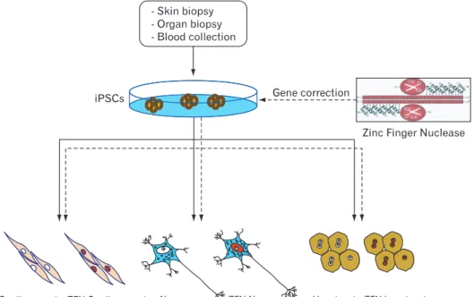 Fig. 1. Generation of isogenic pairs  of wild type and mutant induced  plu ripotent stem cells (iPSCs) using  zinc finger nucleases for correcting  a target sequence