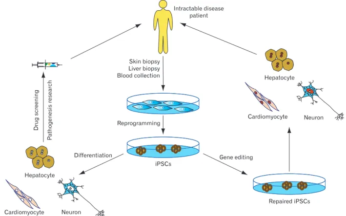 Fig. 2. Potential applications of human induced pluripotent stem cells (iPSCs). iPSC technology can be potentially utilized in disease modeling,  drug discovery, gene therapy, and cell replacement therapy