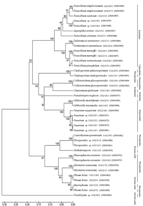 Fig. 2. Dendogram analysis of endophytic fungi using rDNA-ITS sequences. A phylogenetic tree was constructed using 39 taxa with neighbor joining (1000 bootstrap replications)