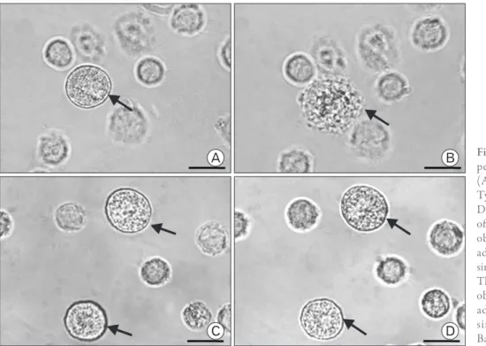 Fig. 2. Inverted light micrographs of rat  peritoneal mast cell (RPMC, arrows). 