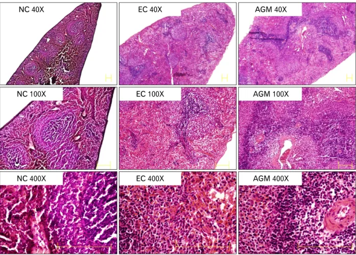 Fig. 2. Macrograph of spleen tissue stained with hematoxylin-eosin. Red pulp and white pulp map was clearly distinguished and the number of  white pulp was increased in agmatine treatment group compared to experimental control group