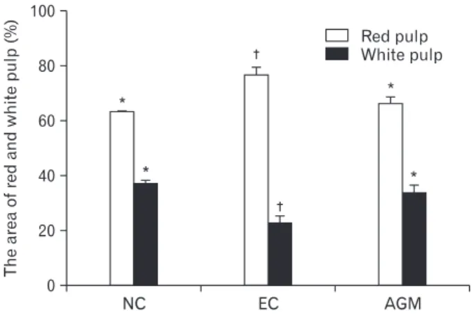 Fig. 4. Th e change of CD11b +  macrophages in the spleen 23 hours aft er transient cerebral ischemia