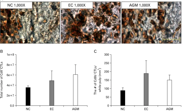 Fig. 6. Th e change of CD8 +  CTLs in the spleen 23 hours aft er transient cerebral ischemia