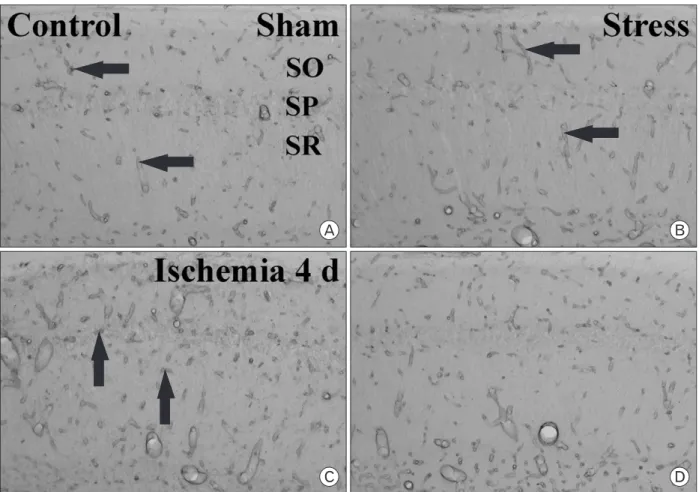 Fig. 3. Immunohistochemical staining for PECAM-1 in the CA1 region (A~D), CA2/3 region (E and F) and dentate gyrus (G and H) in the  sham- (A and B) and ischemia-operated (C~H) gerbils of the control- (A, C, E and G) and stress- (B, D, F and H) groups 4 da