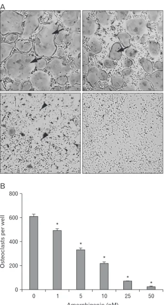 Fig. 1.  Amorphigenin inhibits osteoclast differentiation in BMMs. 