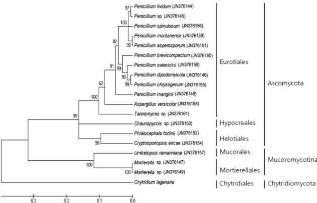 Fig. 1. Phylogenetic analysis of endophytic fungi using rDNA-ITS sequences Phylogenetic tree (Neighbour-joining: 1000 bootstrap replications) was constructed using 19 taxa (18 reference sequences and 1 clone)
