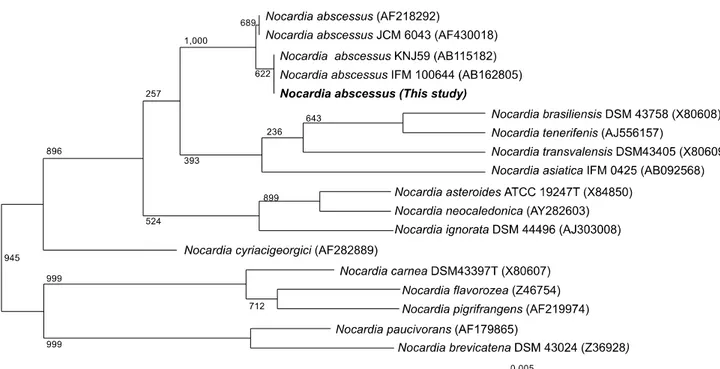 Fig. 1. Phylogenetic tree of the current isolate (CBU 05/1969: 1,362 bp) and Nocardia species