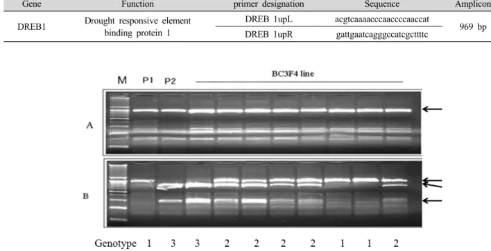Fig. 1. Detection of polymorphisms between the parents by digesting the amplified products with a restriction enzyme (P1: Ilpum,  P2: Moroberekan)
