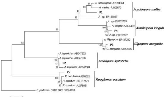Fig. 1. Phylogenetic relationships among five species of AMF. Endogone pisiformis was used as an outgroup.