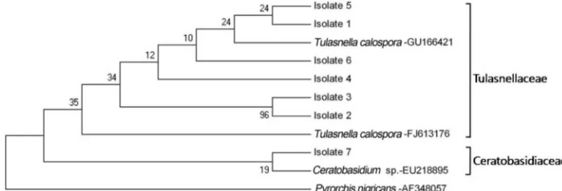 Table 2. Molecular identification of orchid mycorrhizal fungi using ITS sequence of rDNA