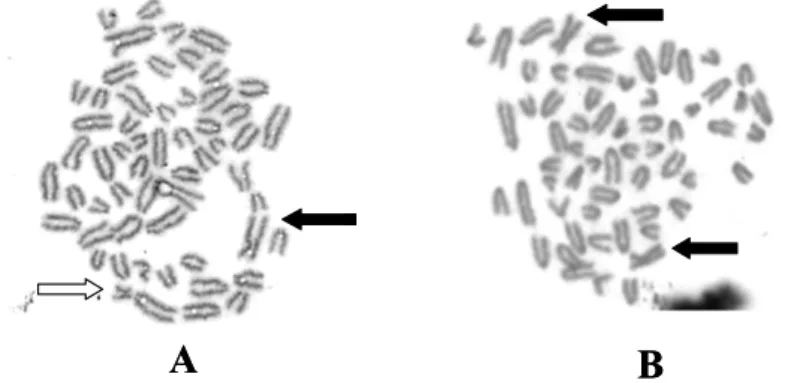 Fig. 2. Bovine embryo chromosome analysis (X800).(A)male chromosome, (B)Female chromosome