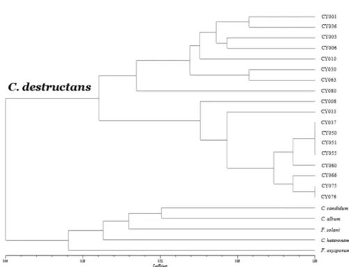 Fig. 4. Dendrogram showing relationships among the Korean Cylindrocarpon destructans isolates