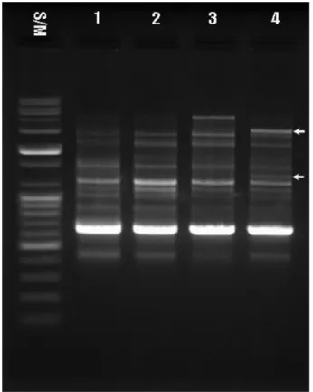 Fig. 3. Mycelial colony morphology of confrontation growth