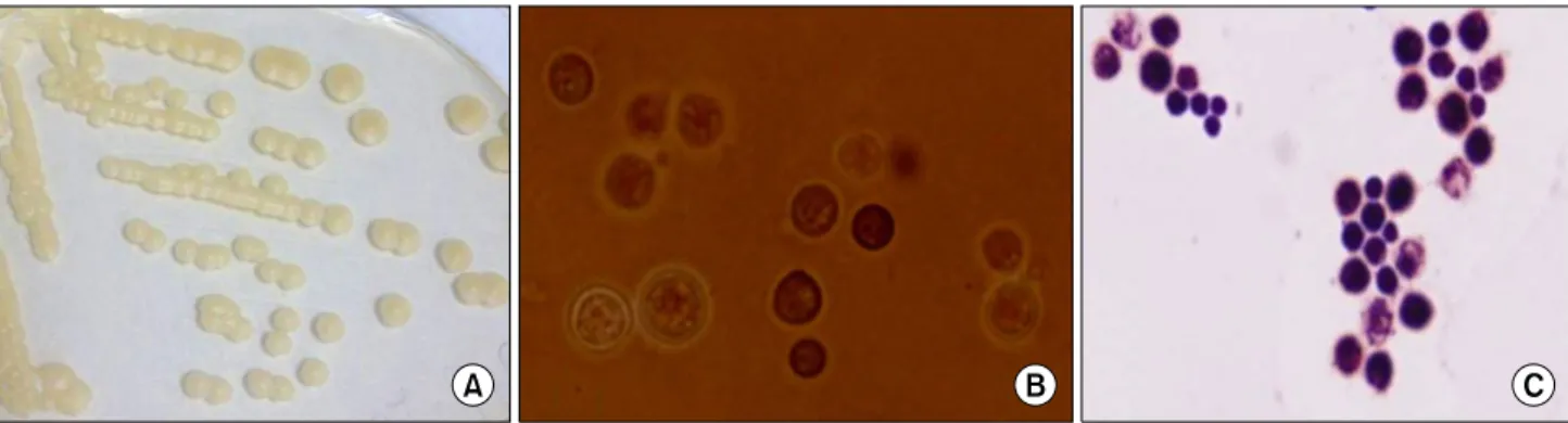 Table 1. Clinical characteristics of primary cutaneous cryptococcosis cases reported in Korea