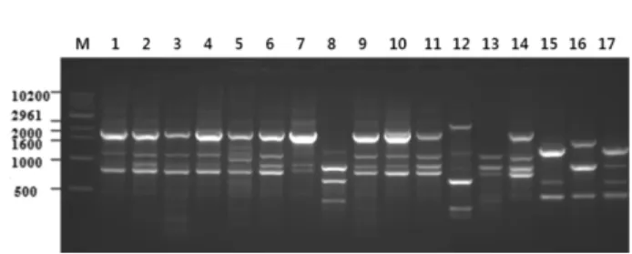 Fig. 5. Dendrogram constructed based on the random amplification of polymorphic DNA markers of Lentinus lepideus strains determined by the average linkage cluster.