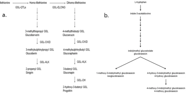 Fig. 3. a. Glucosinolate biosynthesis pathway from methionine, GSL=glucosinolate, QTL=quantitative trait locus, OXID=oxidation,  ALK=dioxygenation, OH=hydroxylation(Mithen, et al., 2003)