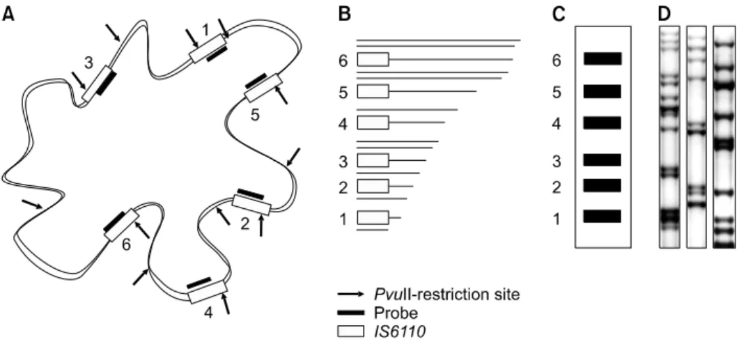 Fig. 1. The principles and procedures of IS6110-RFLP. (A) IS6110-RFLP for epidemiological investigation used the characteristics of  polymorphism and copy number of IS6110