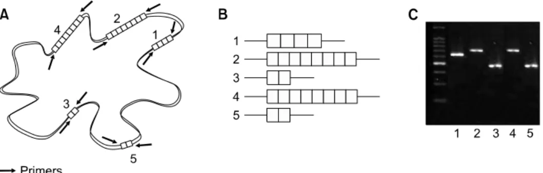 Fig. 3. The principles and procedures of MIRU-VNTR. (A) MIRU-VNTRs scattered throughout the whole bacterial genome contain variable copy numbers of repeat sequences