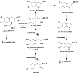 Fig. 5. The melanogenesis pathway. Structural formulas are abbrevi- abbrevi-ated as follows: DOPA: L-3,4-dihydroxyphenylalanine;