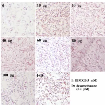 Fig. 2. Cytotoxcity of FRVSB extracts on NIH3T3 Cell line.