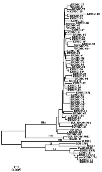 Fig. 1. The phylogenetic tree constructed for the nucleotide sequences of VP1 region of hepatitis A virus genome