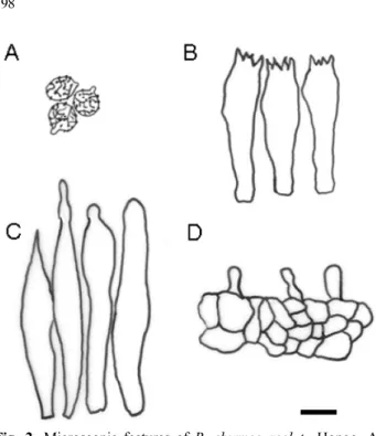 Fig. 2. Microscopic features of R. eburneoareolata Hongo. A;