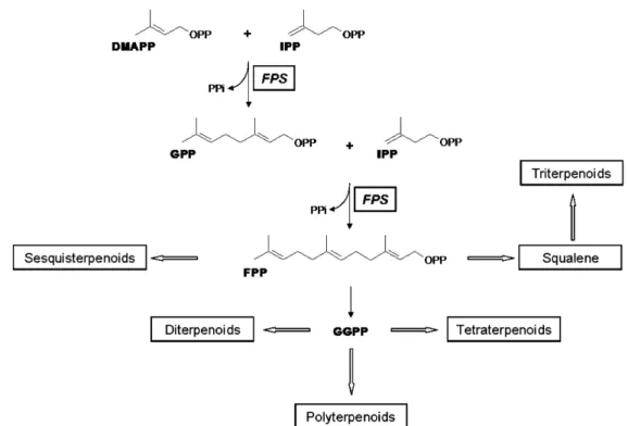 Fig.  1.  Farnesyl  diphosphate  biosynthesis  and  its  terpenoid  derivatives.  DMAPP,  dimethylallyl  diphosphate;  IPP,  isopentenyl  diphosphate;  PPi,  inorganic  diphosphate;  GPP,  gerany  diphosphate;  FPP,  farnesyl  diphosphate;  GGPP,  geranylg