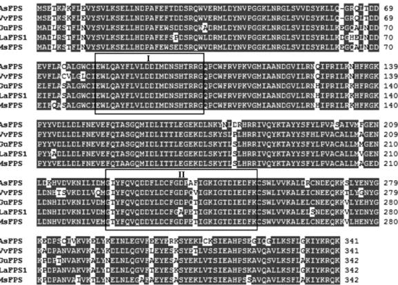 Fig.  2.  The  complete  nucleotide  and  deduced  amino  acid  sequence  of  AsFPS.  Stop  codon  is  denoted  by  an  asterisk.