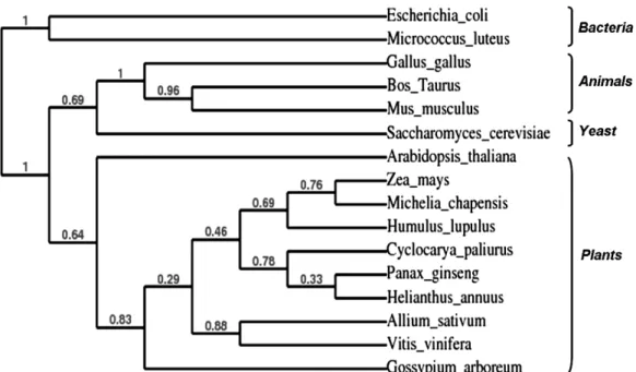 Fig.  4.  Phylogenic  tree  analyses  of  FPSs  from  different  organisms.  Accession  number:  Escherichia  coli ,  BAA00599;  Micrococcus  luteus ,  BAA25265;  Gallus  gallus ,  P08836;  Bos  taurus ,  AAL58886;  Mus  musculus ,  AAL09445;  Saccharomyce