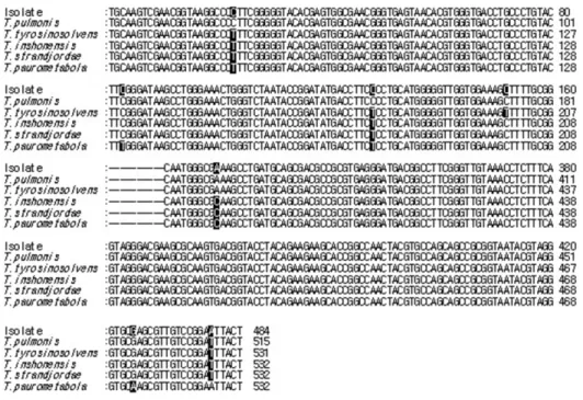 Fig. 2. Comparison of the DNA se- se-quences of the 16S rRNA genes  from the isolate and Tsukamurella species