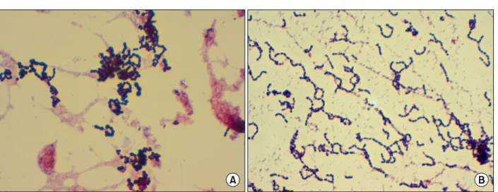 Fig. 1. Gram stain of Granulicatella adiacens isolated from the case. Smears were prepared directly from a positive blood culture vial (Bact/Alert 3D blood culture broth) (A), or from a culture grown again in the blood culture broth supplemented with 0.001