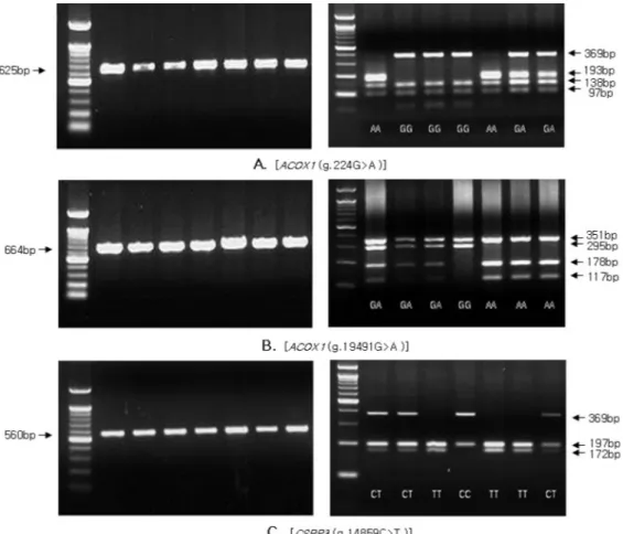 Fig.  1.  PCR-RFLP  patterns  for  the SNPs  in ACOX1  and  CSRP3 genes  in  Hanwoo.