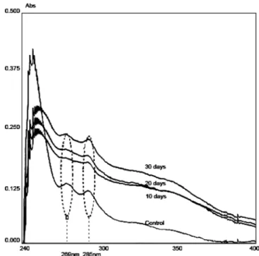 Fig. 2. Accumulation  of  rusty  root  materials  along  with  incubation  of the  endophytic  bacteria on  ginseng.