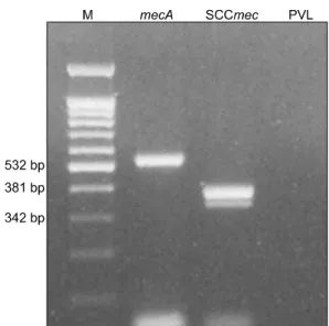 Fig. 1. Molecular detection of type IV SCCmec and PVL virulence  gene. PCR amplification with specific primers shows the presence of  mecA and type IV SCCmec in the CA-MRSA isolate