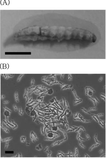 Fig. 1 . A  dead  Spodoptera exigua  larva infected with a fungus pathogen. (A) External symptom taken under a  stereo-microscope (SZX9, Olympus, Tokyo, Japan)
